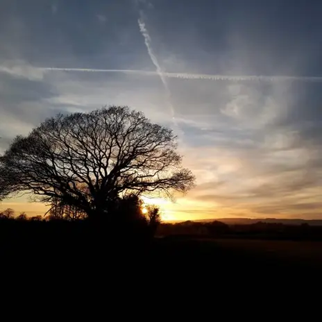 Professor Blue Tree Silhouette